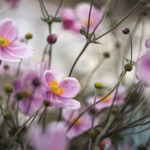 anemones japon