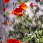 coquelicots